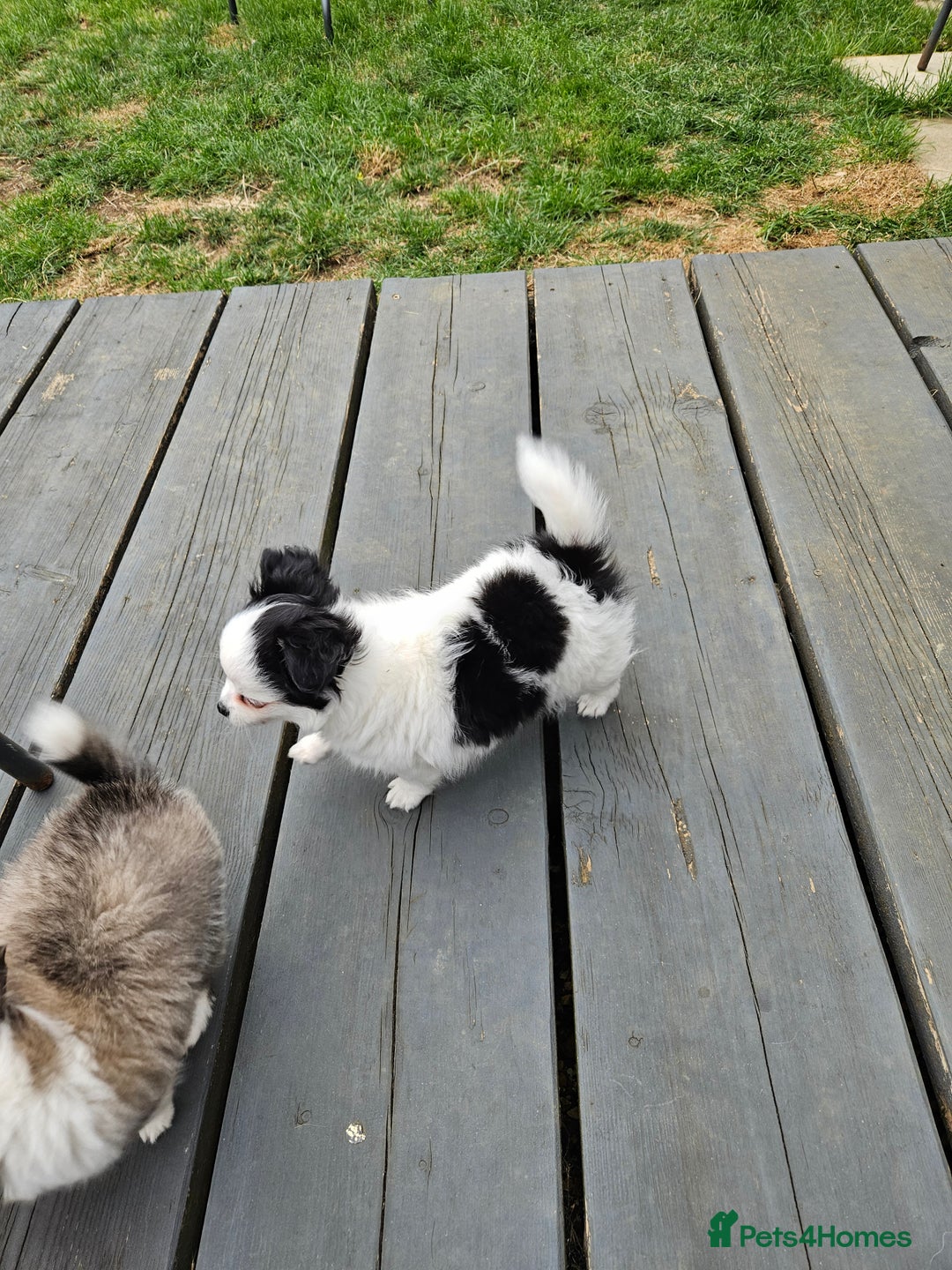 Chihuahua dogs for sale: Chihuahua  Tri-coloured,  - Image 2