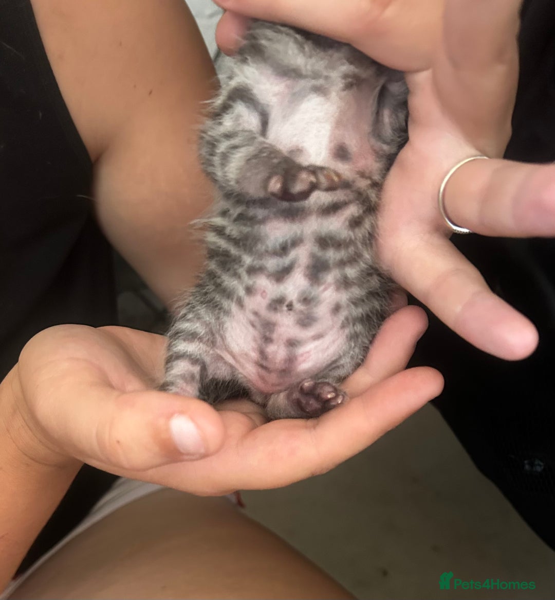 British Shorthair cats for sale: Kittens - Image 11