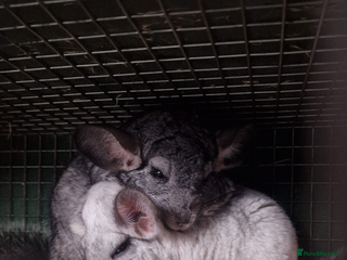 Chinchilla rodents 2 chinchillas for sale - Advert 1