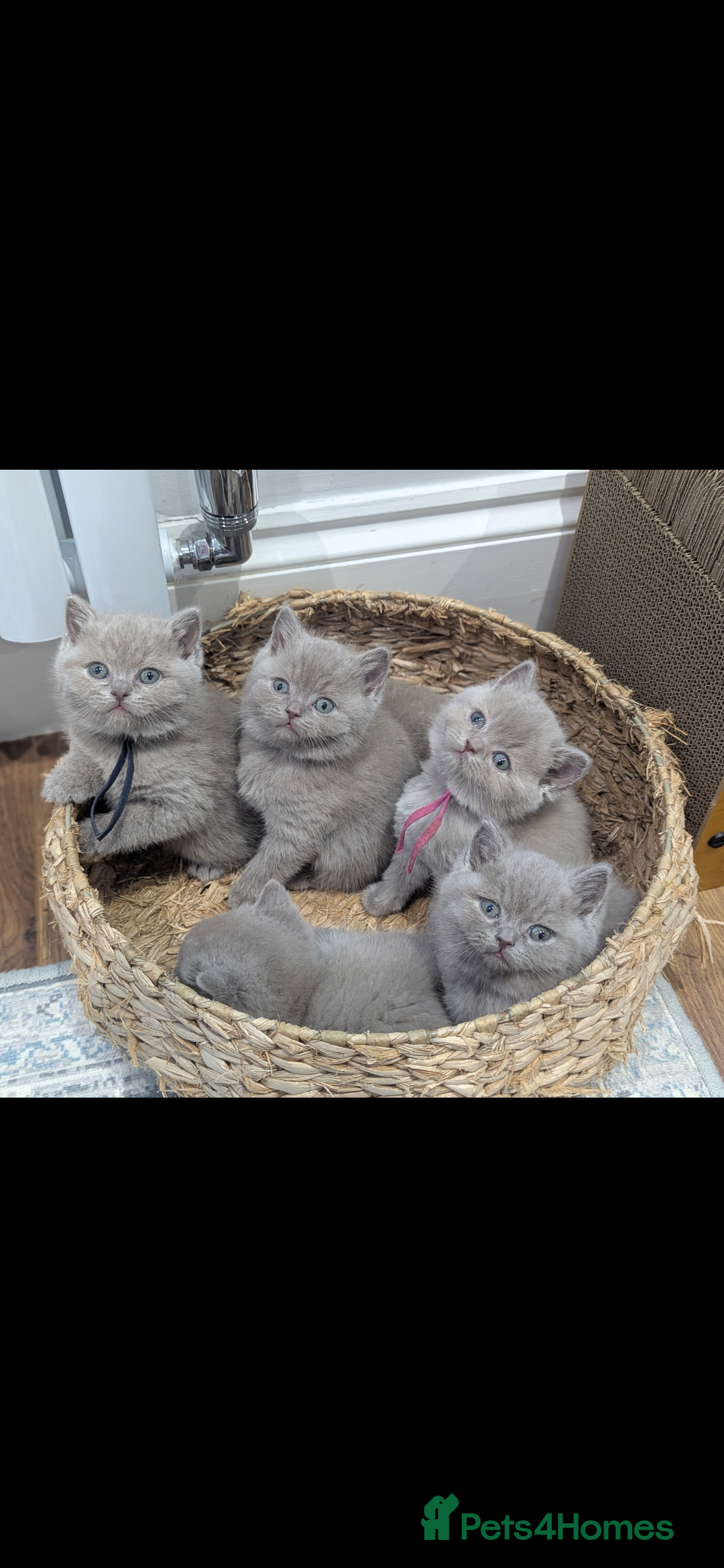 British Shorthair cats for sale: 6 beautiful rare FAWN British Shorthair Kittens ✨ - Advert 5