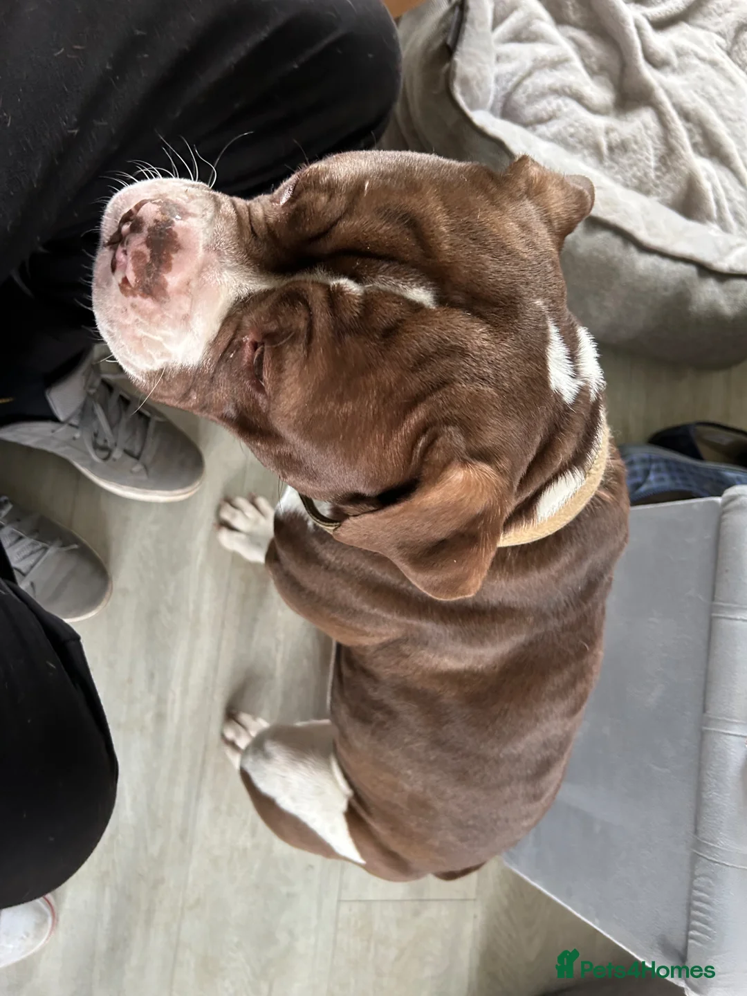 American Bulldog dogs for sale: American bulldog “Bosco” - Advert 2