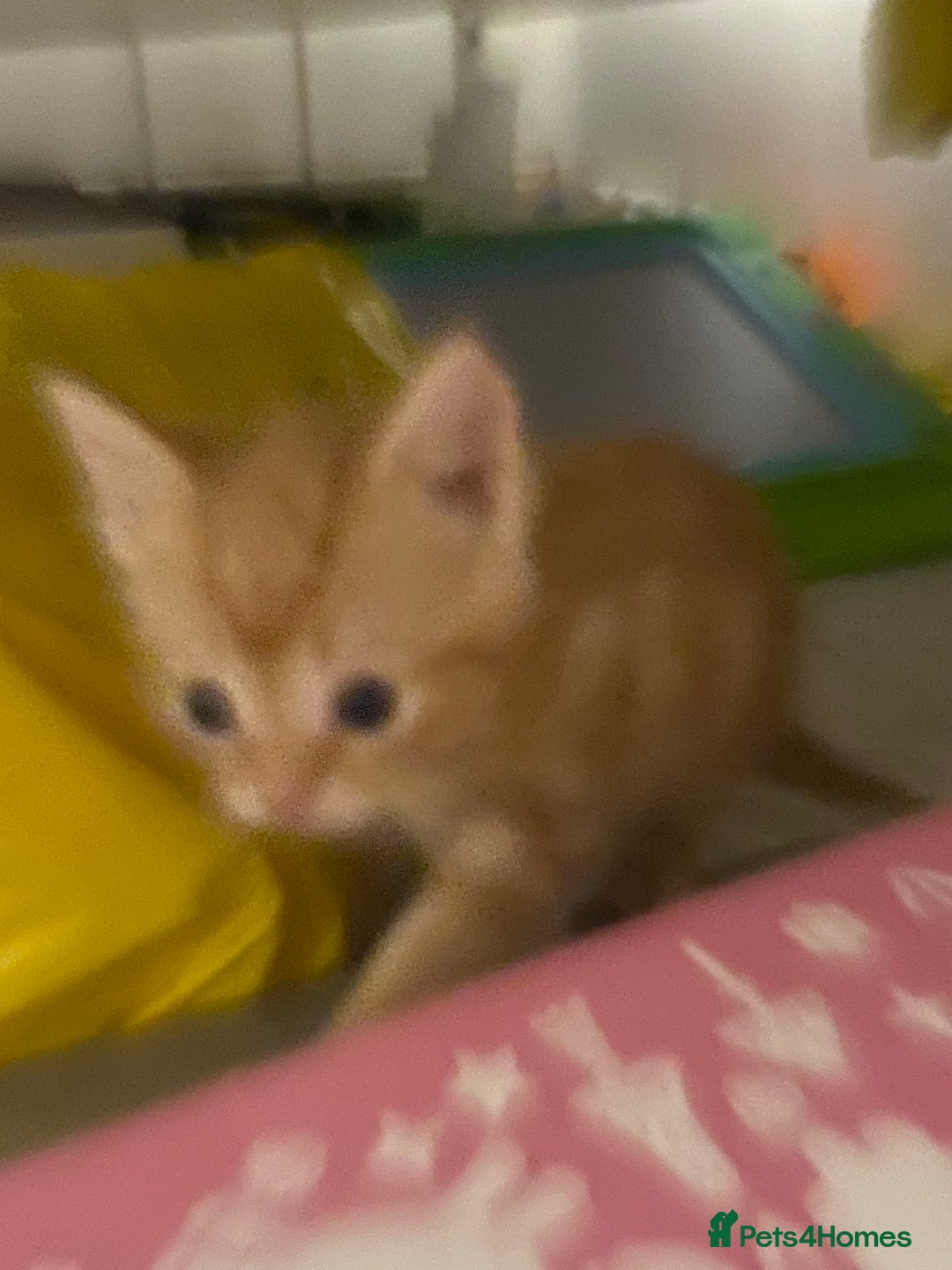 Mixed Breed cats for sale: 2 kittens male and female - Advert 11