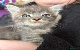 Siberian cats for sale: Beautiful Siberian/Norwegian mix kittens - Image 14