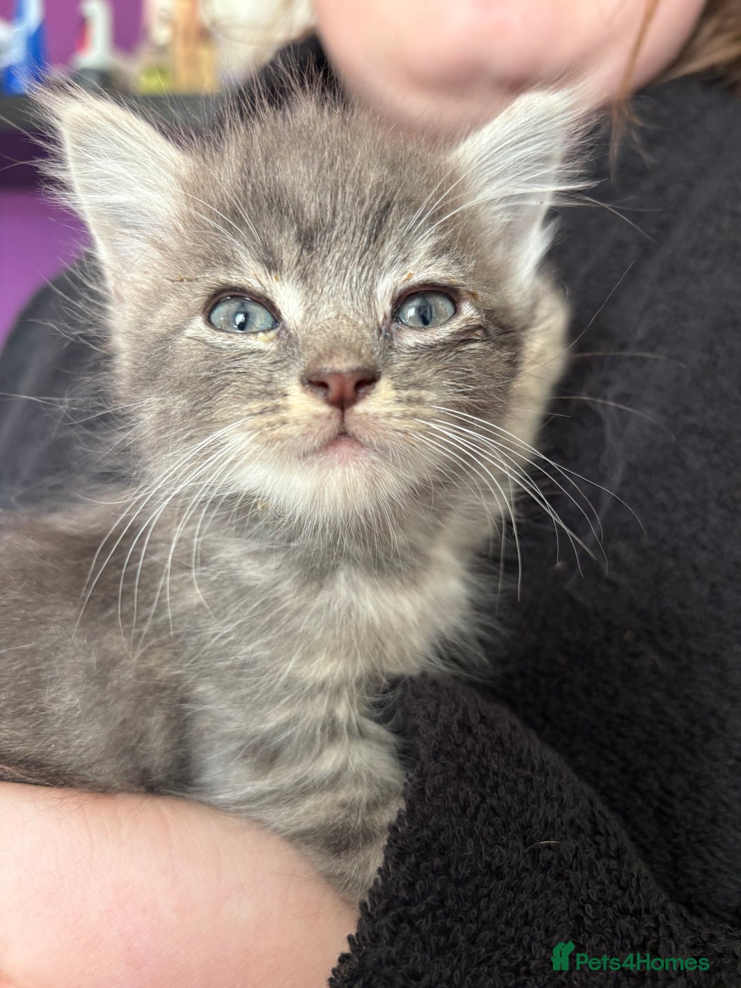 Siberian cats for sale: Beautiful Siberian/Norwegian mix kittens - Image 14