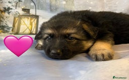 German Shepherd dogs for sale: KC White & Black&Tan German Shepherd Females!👀🏡 - Advert 3