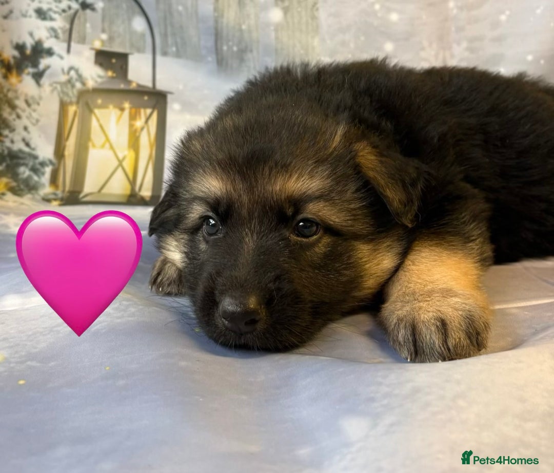 German Shepherd dogs for sale: KC White & Black&Tan German Shepherd Females!👀🏡 - Advert 3