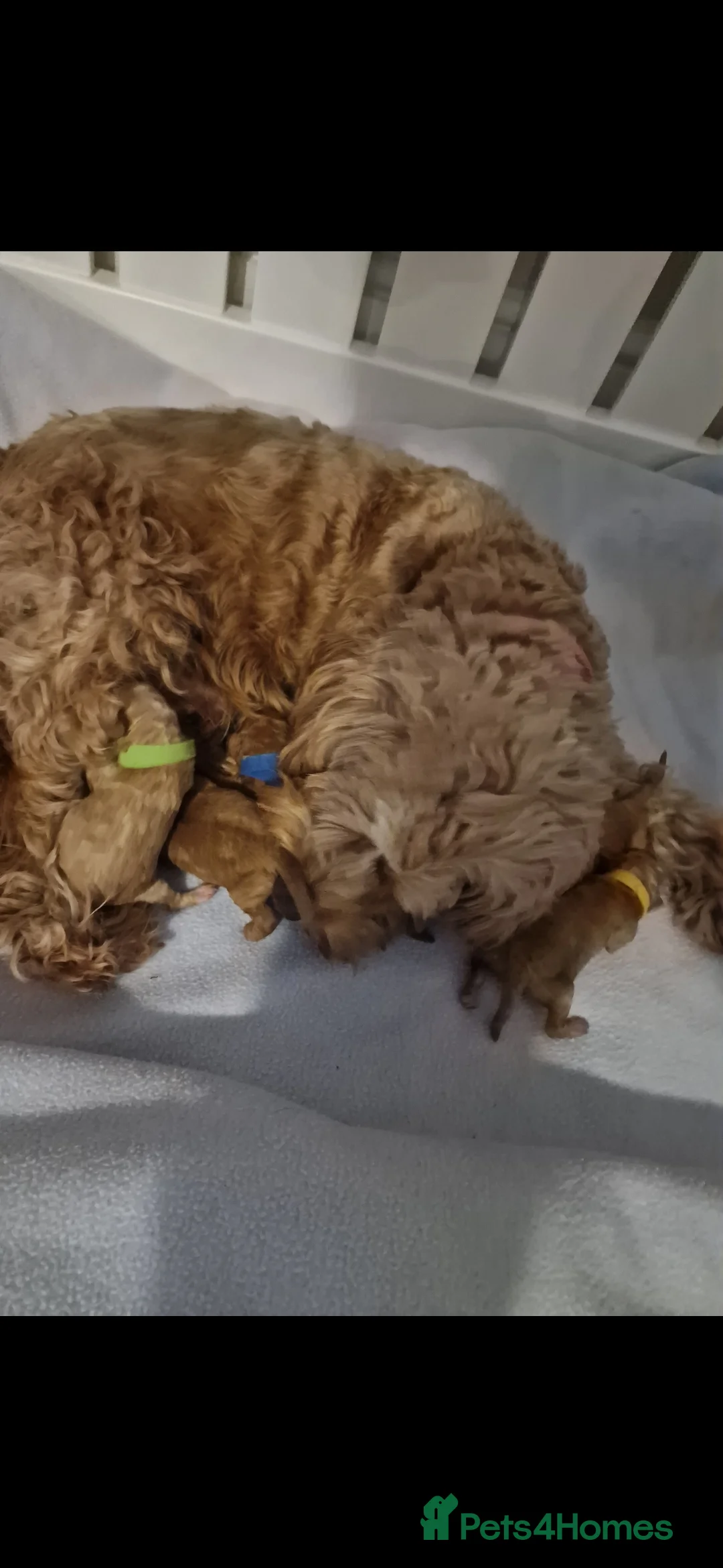 Toy Poodle dogs for stud: toy poodle short notice DNA  tested clear PRA £125 in Nottingham - Advert 10