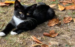 Mixed Breed cats for sale: Mixbreed kittens.  - Image 22