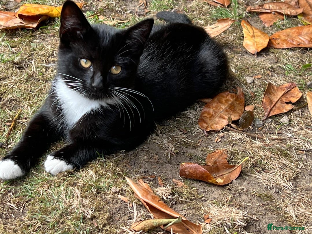 Mixed Breed cats for sale: Mixbreed kittens.  - Image 22