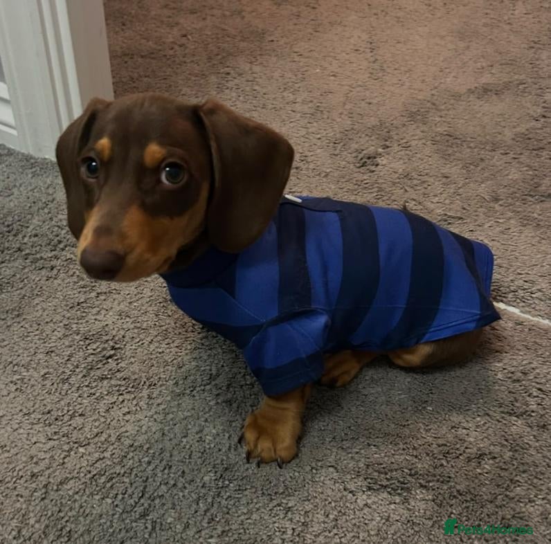 Miniature Dachshund dogs ❤️ Teddy – Chocolate & Tan Miniature Dachshund❤️ - Advert 6