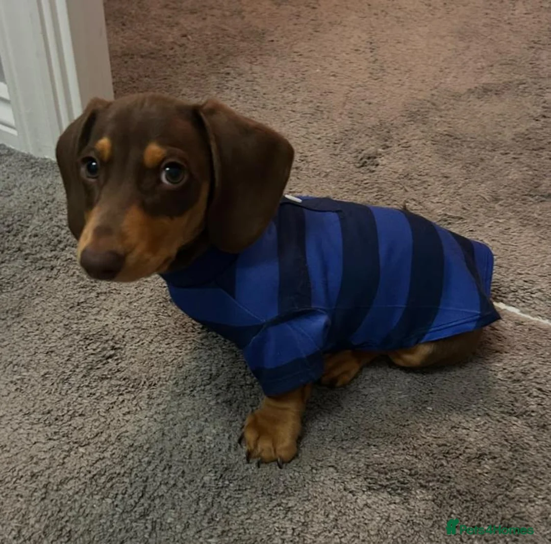 Miniature Dachshund dogs for sale: ❤️ Teddy – Chocolate & Tan Miniature Dachshund❤️ - Advert 1