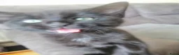 Mixed Breed cats for sale:  Kittens - Advert 6