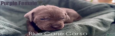 Cane Corso Puppy 2