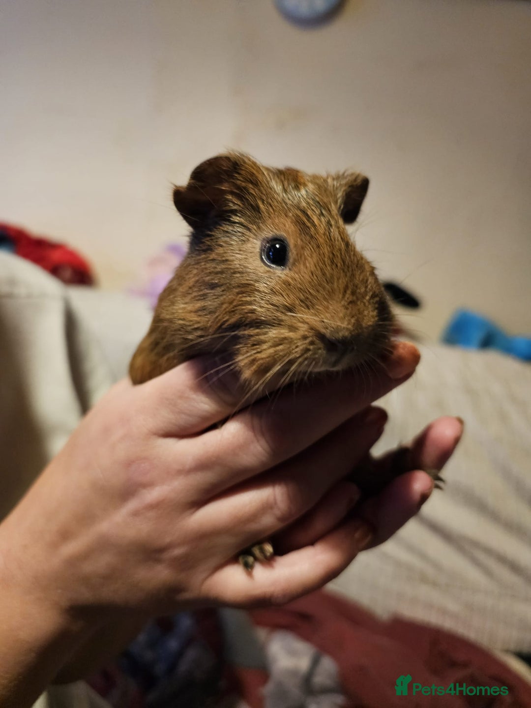 Guinea Pig rodents for sale: Male guinea pigs  - Advert 2