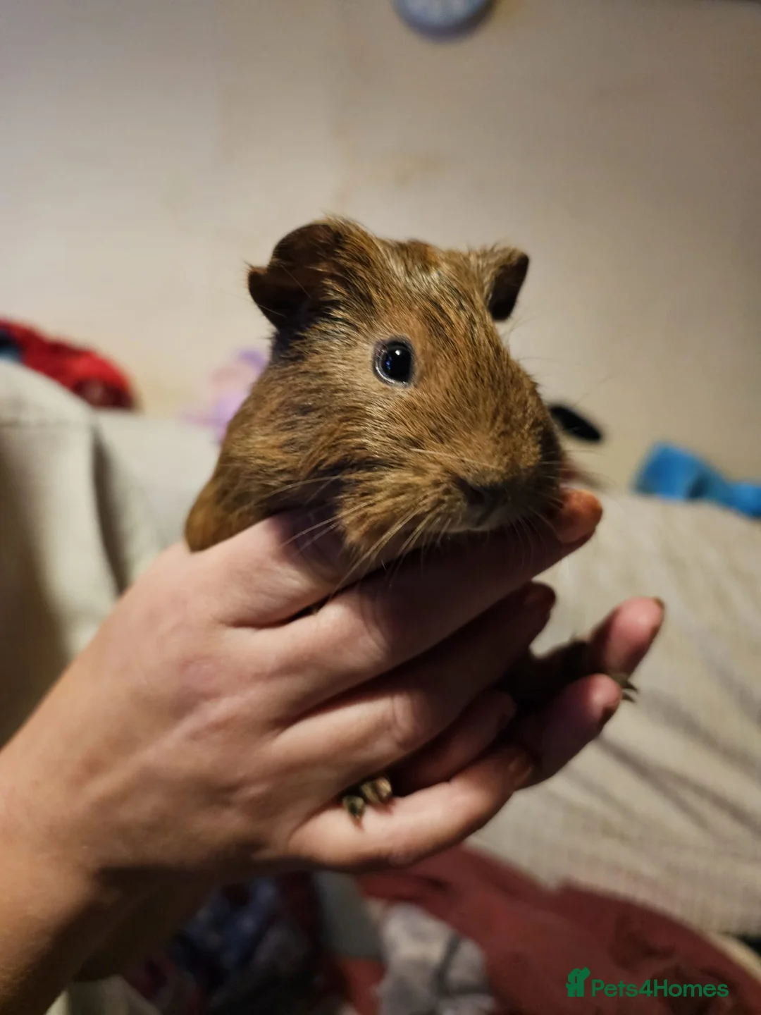Guinea Pig rodents for sale: Male guinea pigs  - Advert 2