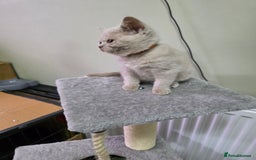 British Shorthair cats for sale: Beautiful British shorthair kittens - Image 38