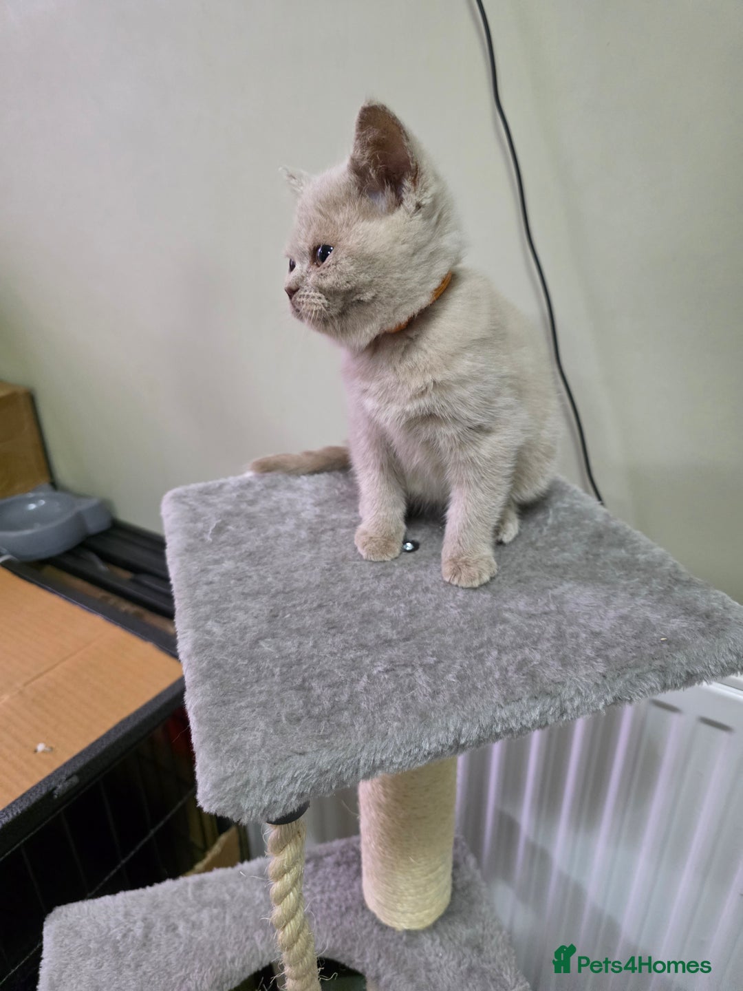 British Shorthair cats for sale: Beautiful British shorthair kittens - Image 38