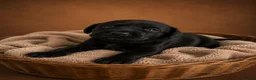 Labrador Retriever dogs for sale: Exceptional Labrador Retriever puppies - Advert 10