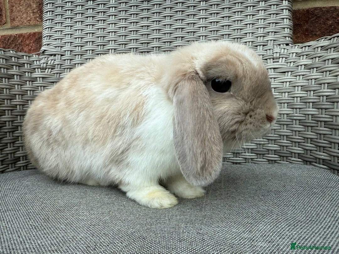 Mini Lop rabbits for sale: Beautiful mini lop for new home - Image 2