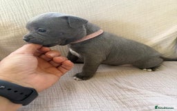Staffordshire Bull Terrier dogs for sale: Absolutely cute Blue staffys for sale - Image 2