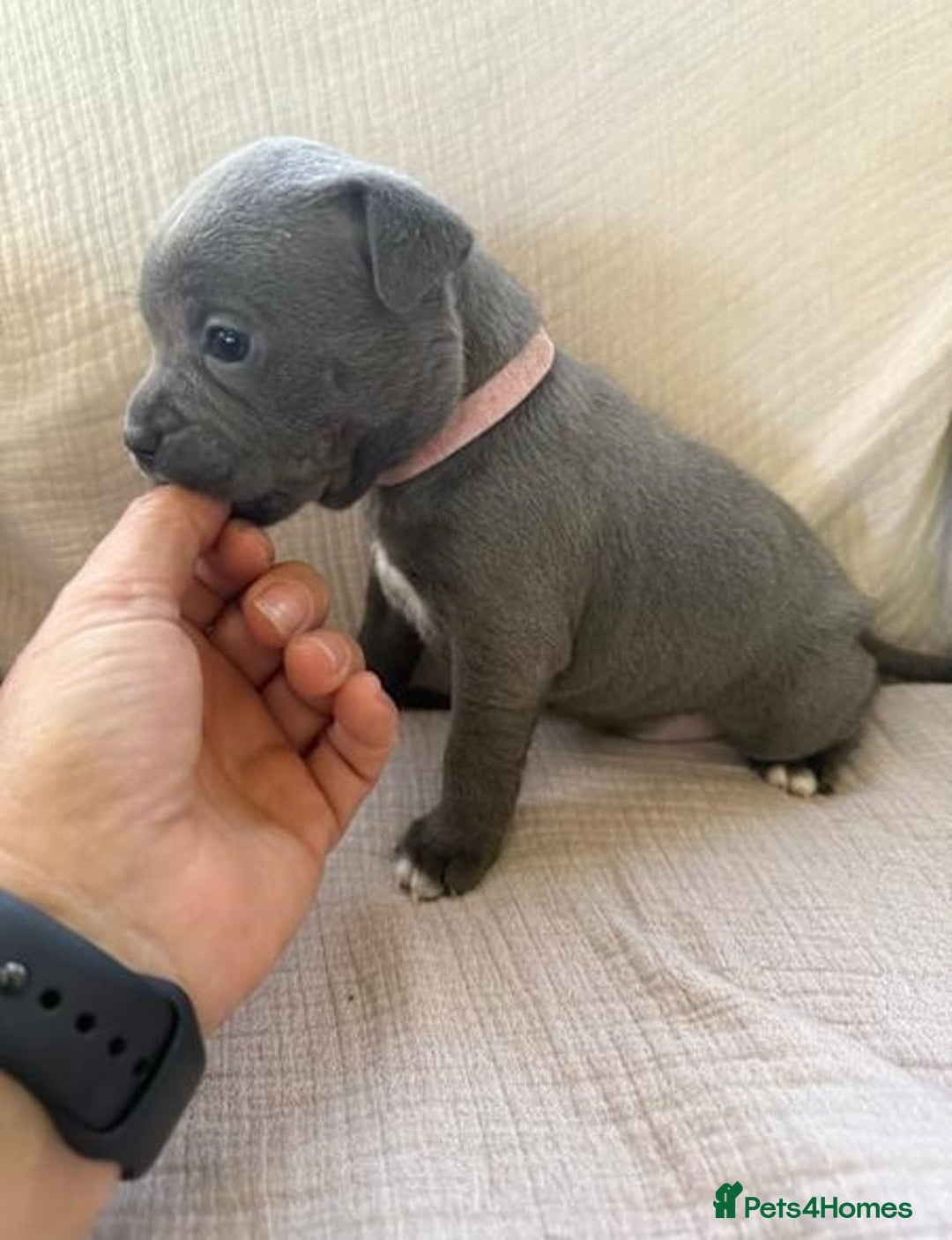 Staffordshire Bull Terrier dogs for sale: Absolutely cute Blue staffys for sale - Image 2
