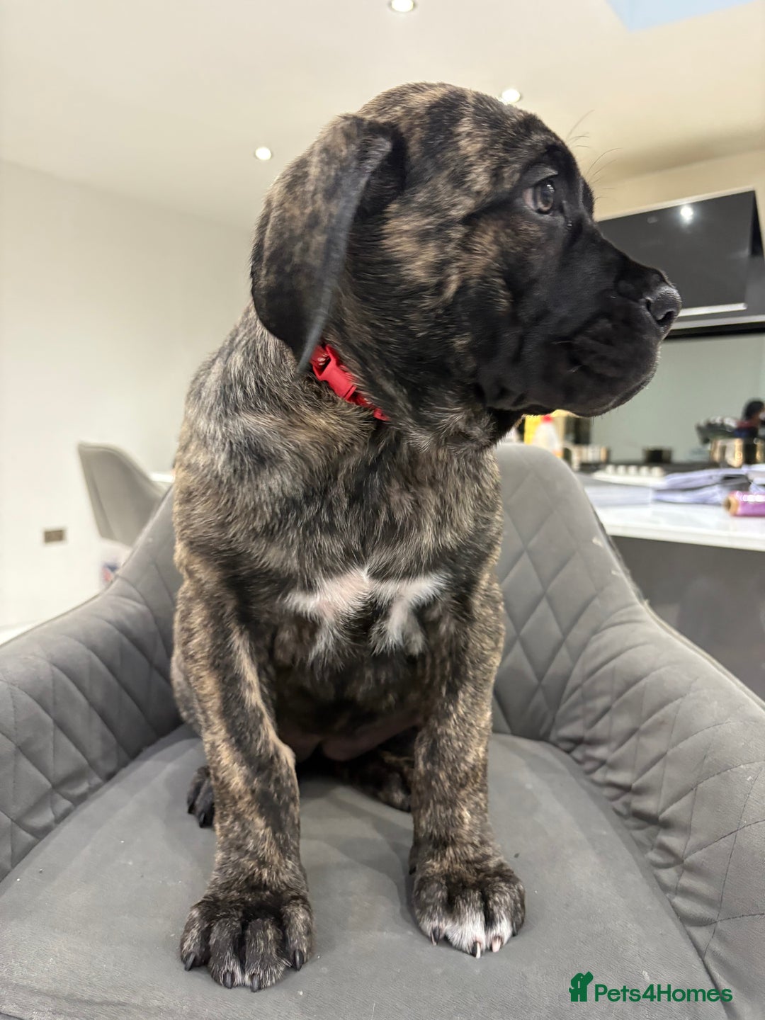 Cane Corso dogs for sale: Cane Corso puppies  - Image 12