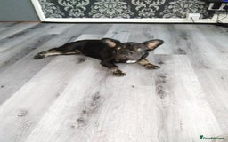 Mixed Breed dogs for sale: 6 months old male X breed french puppuppy - Image 1