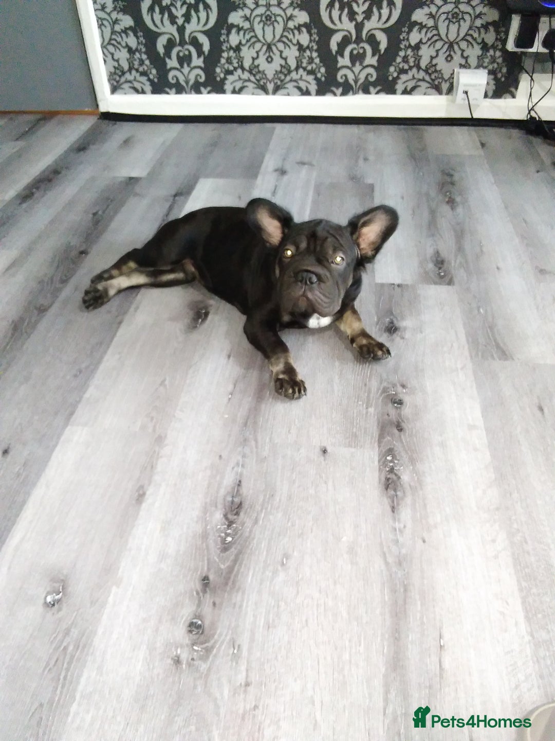 Mixed Breed dogs for sale: 6 months old male X breed french puppuppy - Image 1