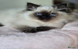 Ragdoll cats for sale: 6 Perfect Affectionate, Ready2Go Pedigree Kittens! - Advert 18