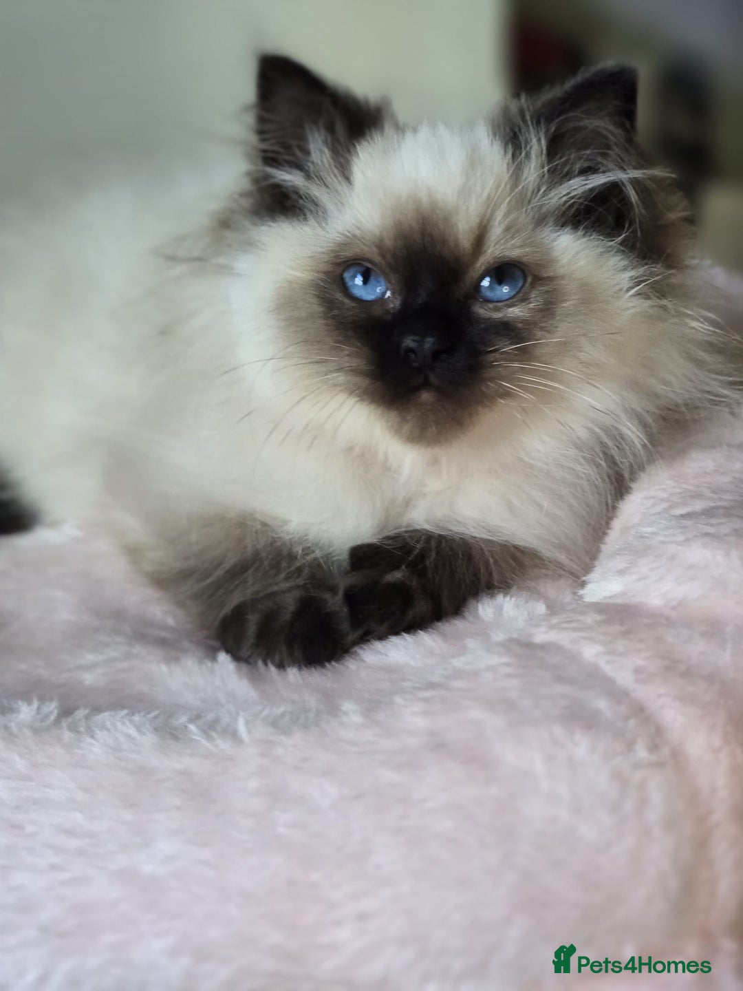 Ragdoll cats for sale: 6 Perfect Affectionate, Ready2Go Pedigree Kittens! - Advert 18