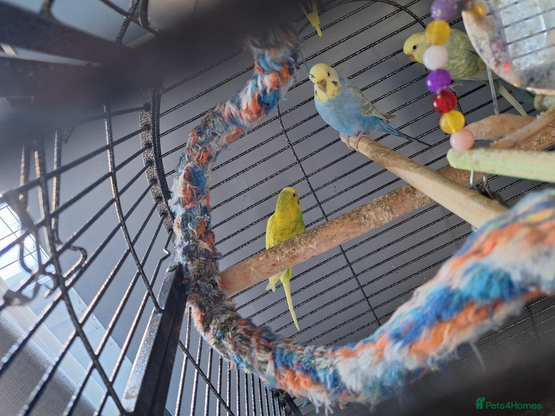 Budgerigars birds for sale: 4 budgies and cage - Image 10