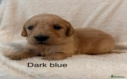 Golden Retriever dogs for sale: Beautiful KC Reg Golden Retriever - Advert 12