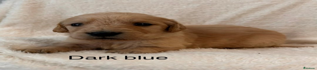 Golden Retriever Dark Blue Boy