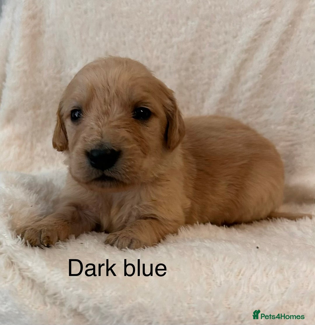 Golden Retriever dogs for sale: Beautiful KC Reg Golden Retriever - Advert 12