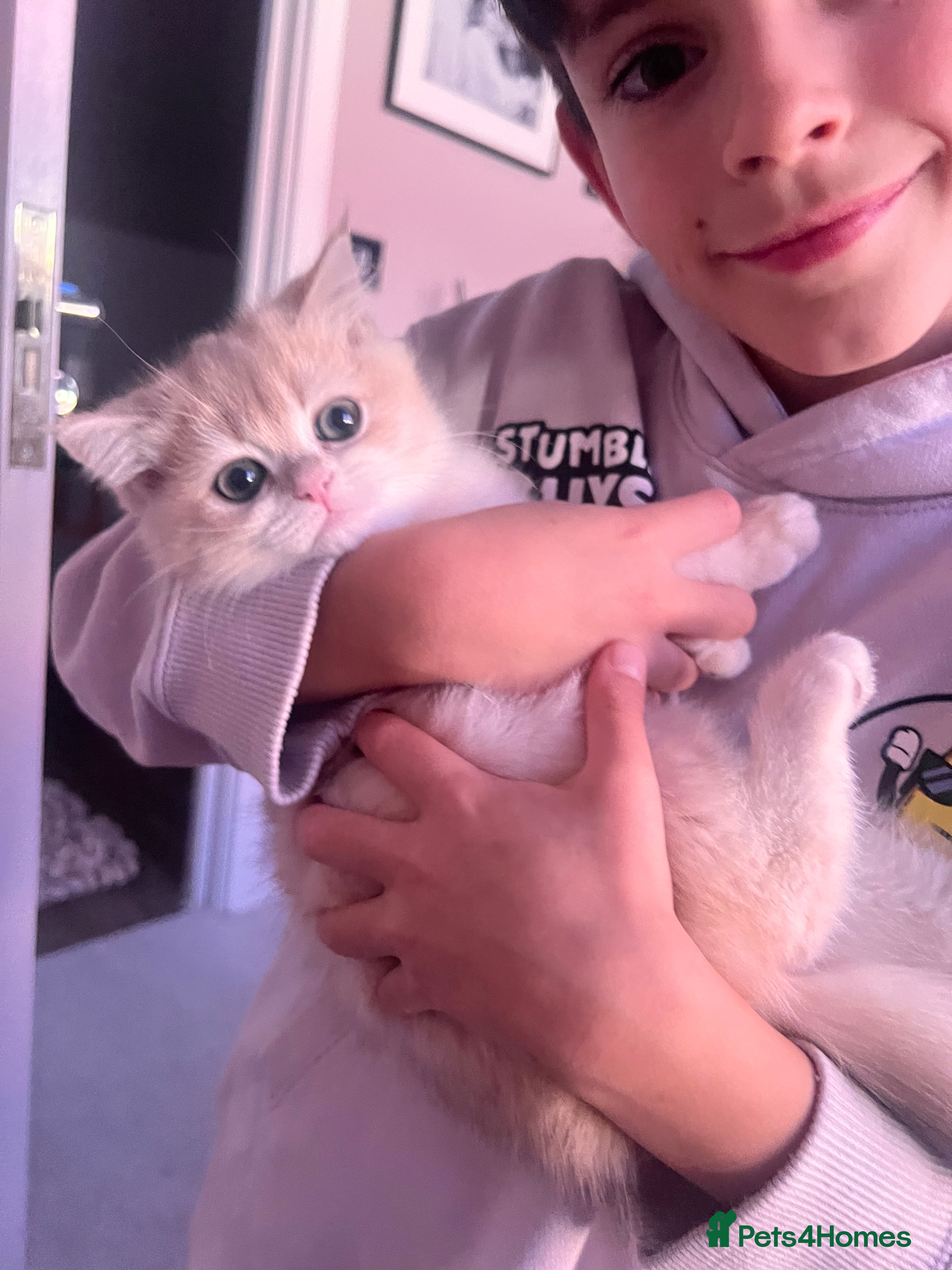 British Shorthair cats Champions lines Golden blue Ay12 BSH kittens - Advert 6