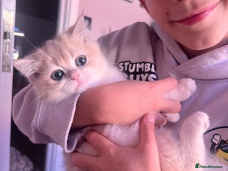 British Shorthair cats Champions lines Golden blue Ay12 BSH kittens - Advert 6