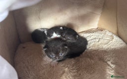 British Shorthair cats for sale: Cute little moggies  - Image 5