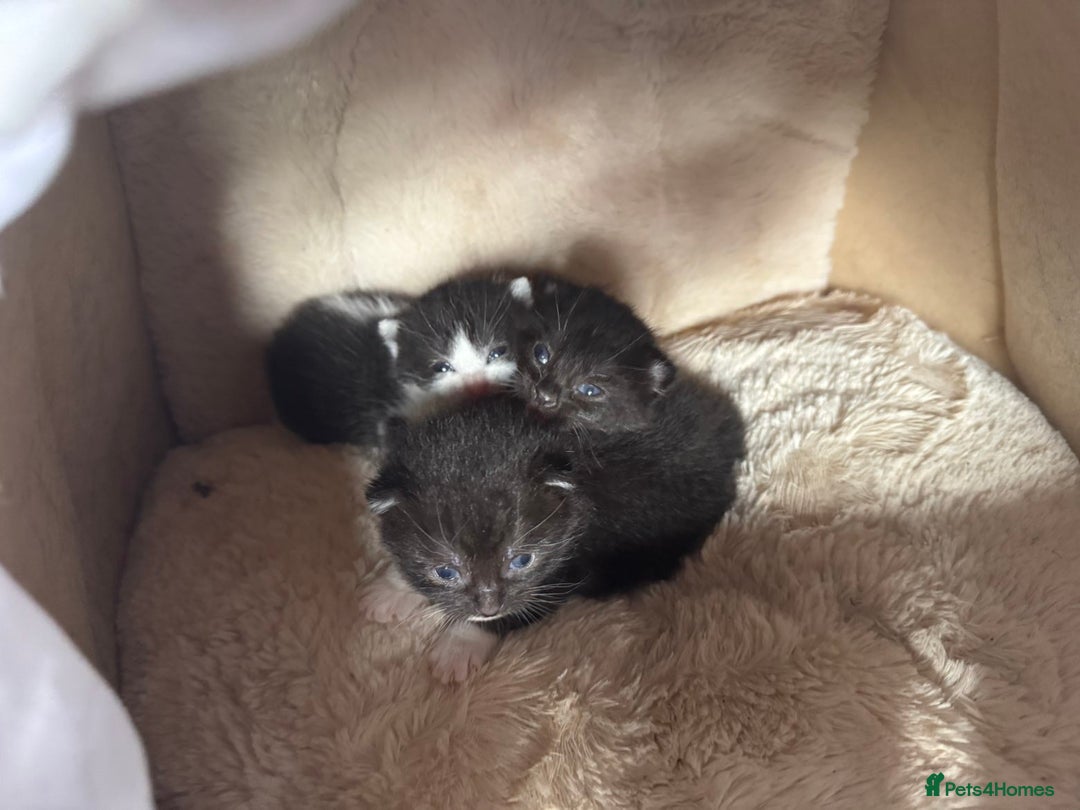 British Shorthair cats for sale: Cute little moggies  - Image 5