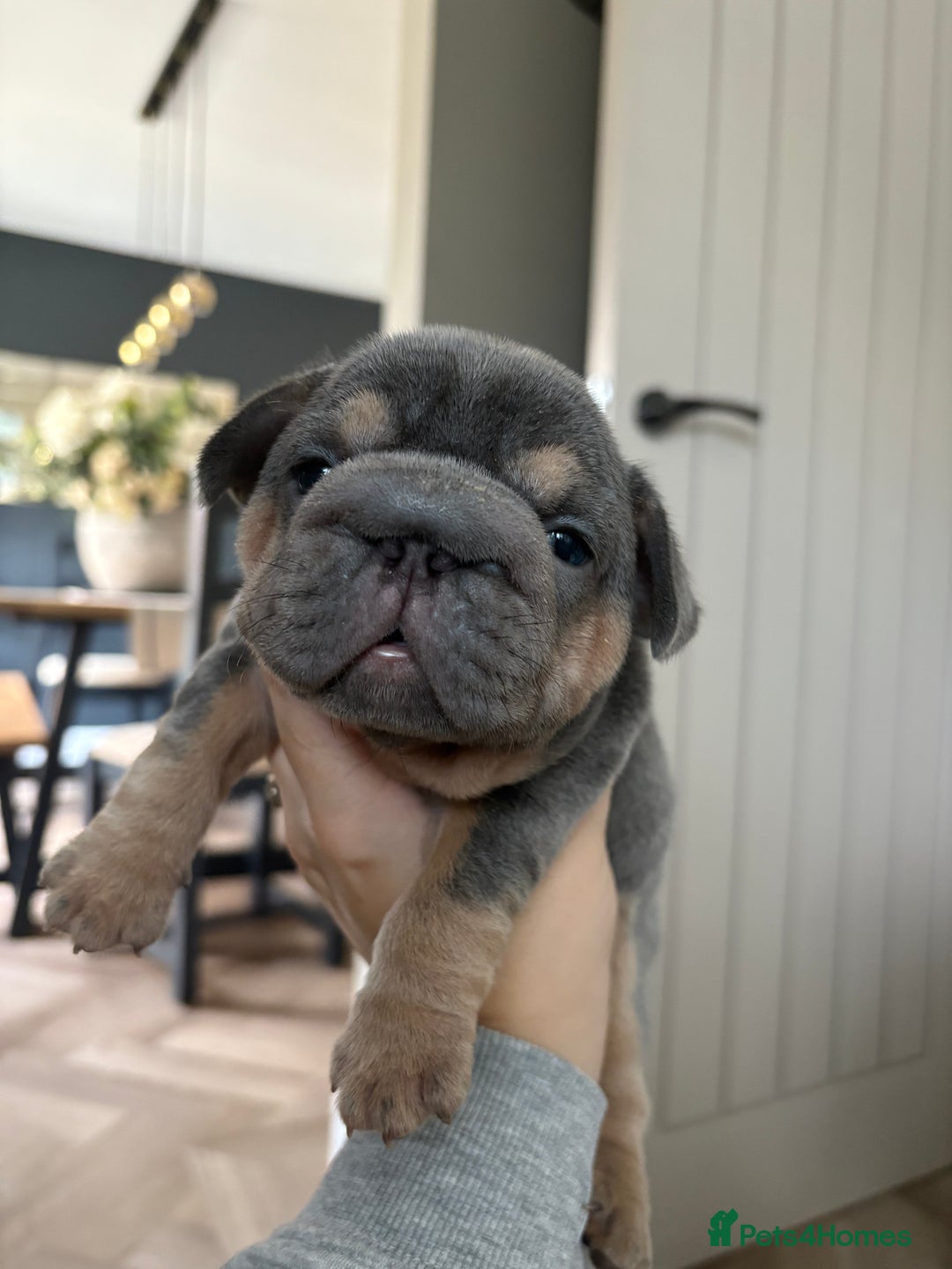 French Bulldog dogs for sale: Beautiful shades of blue babies - Image 6