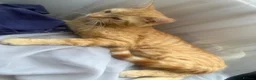 British Shorthair cats for sale: Male Ginger Cat for Sale, 1.5 Years in Southend-on-Sea - Advert 4
