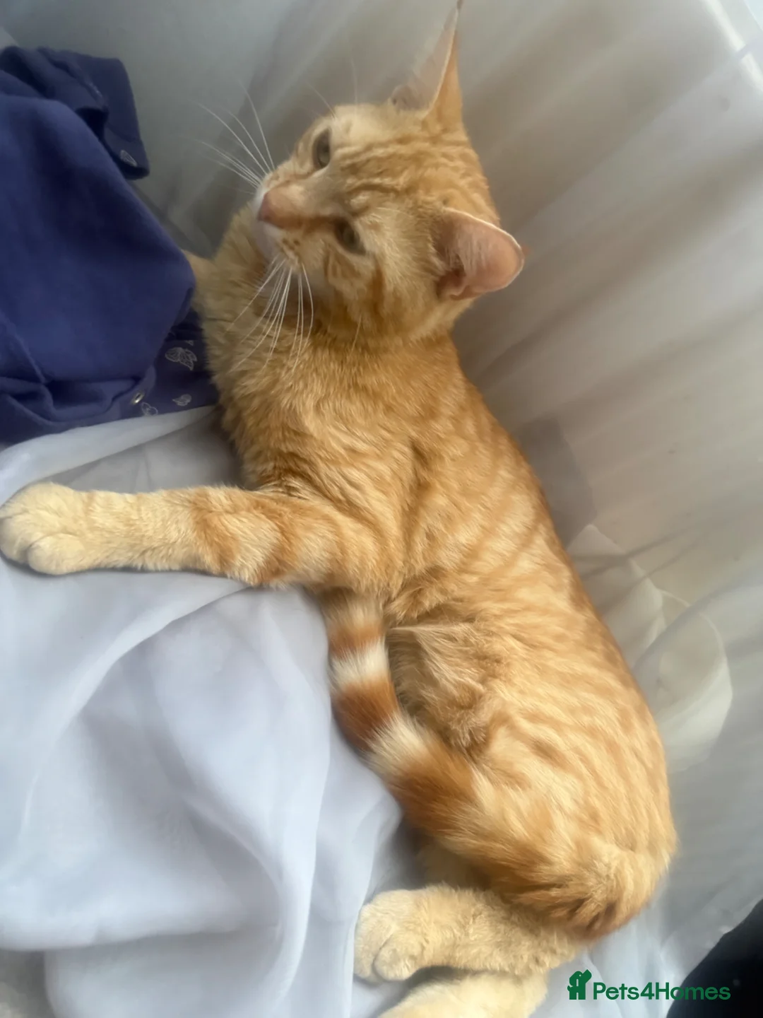 British Shorthair cats for sale: Male Ginger Cat for Sale, 1.5 Years in Southend-on-Sea - Advert 4