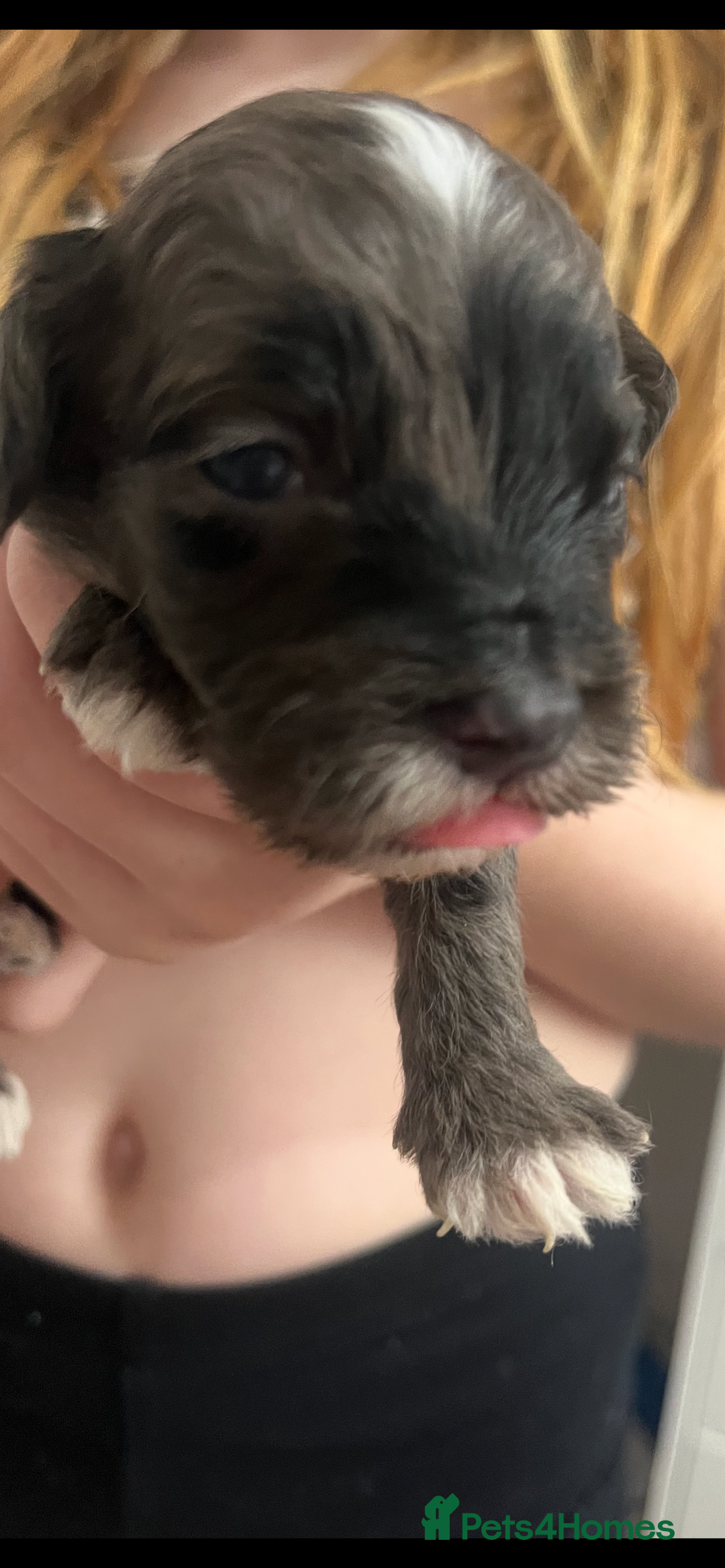 Cockapoo dogs for sale: Cockapoo Puppies - Advert 13