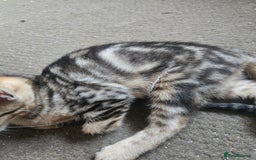 Siamese cats for sale: 3 stunning babies ready to leave now!!! - Image 11