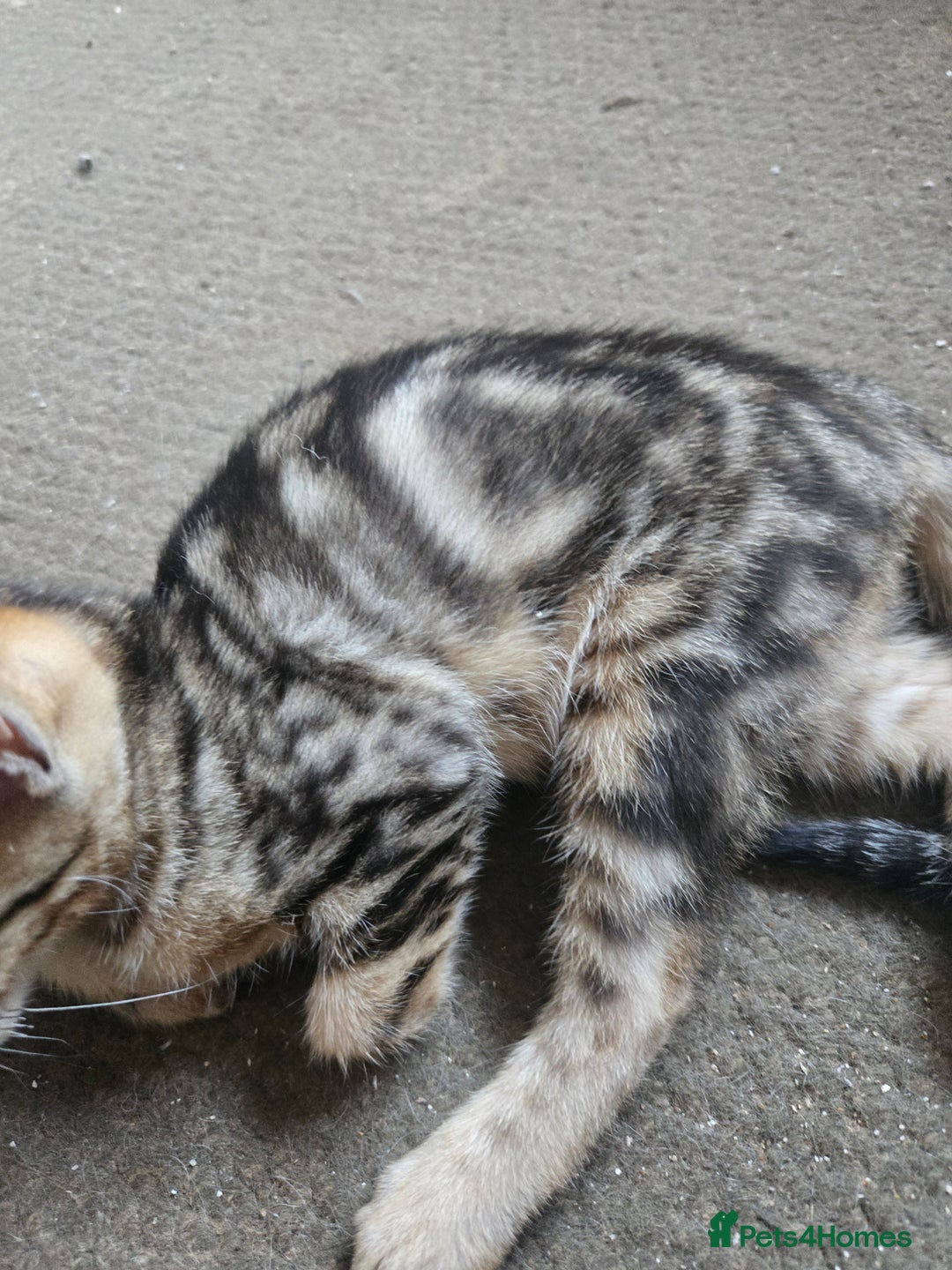 Siamese cats for sale: 3 stunning babies ready to leave now!!! - Image 11