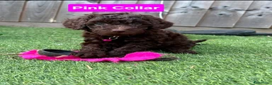 Cockapoo 1