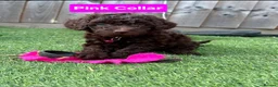 Cockapoo dogs for sale: Cockapoo Puppies  - Advert 4