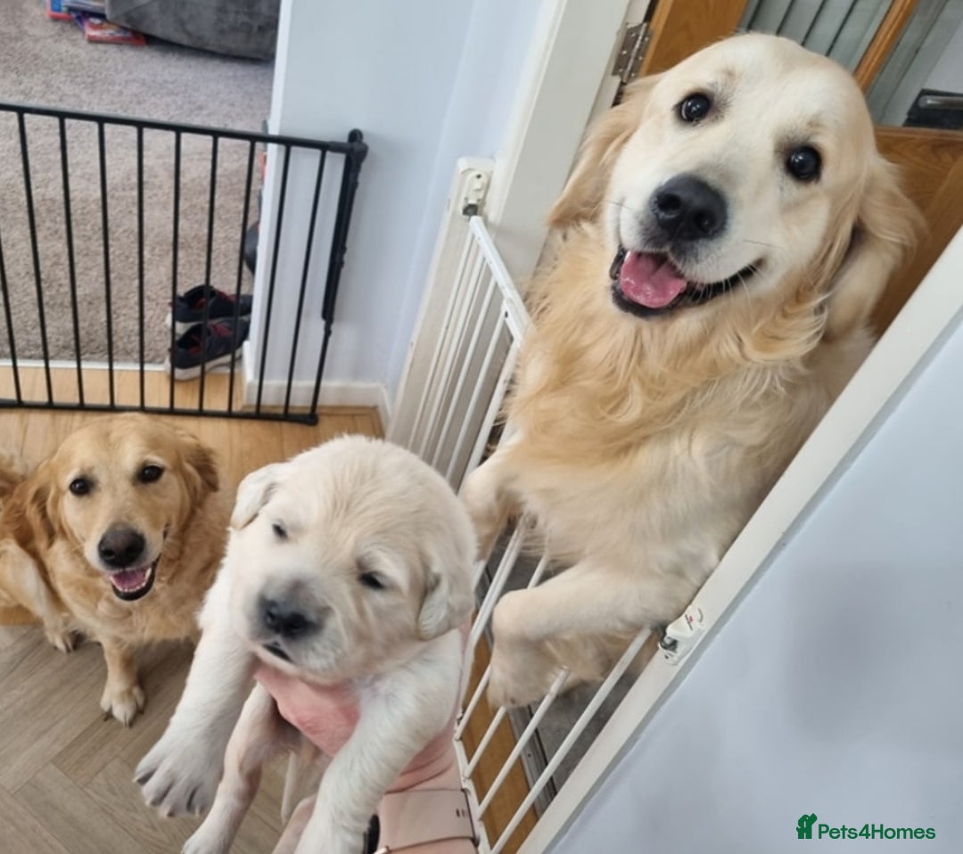 Golden Retriever dogs for stud: Proven KC Golden Stud - Image 6