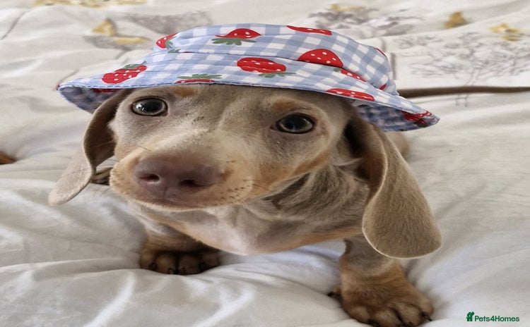 Miniature Dachshund dogs - Advert 2