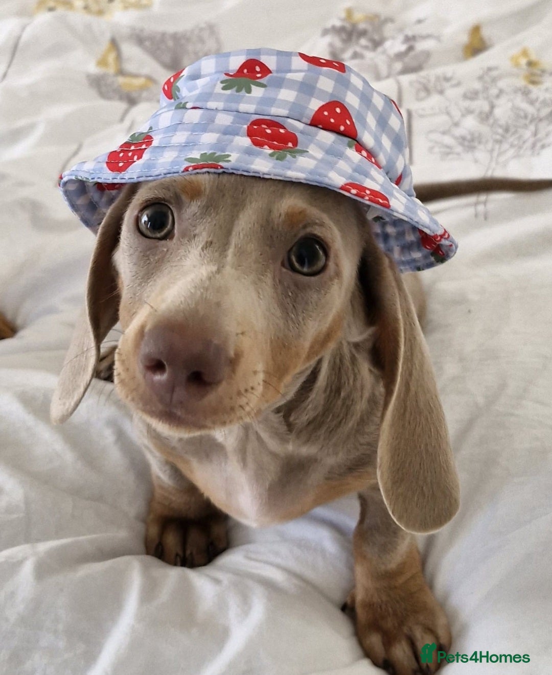 Miniature Dachshund dogs for sale: 2 gorgeous miniature dachshunds for adoption  - Image 1
