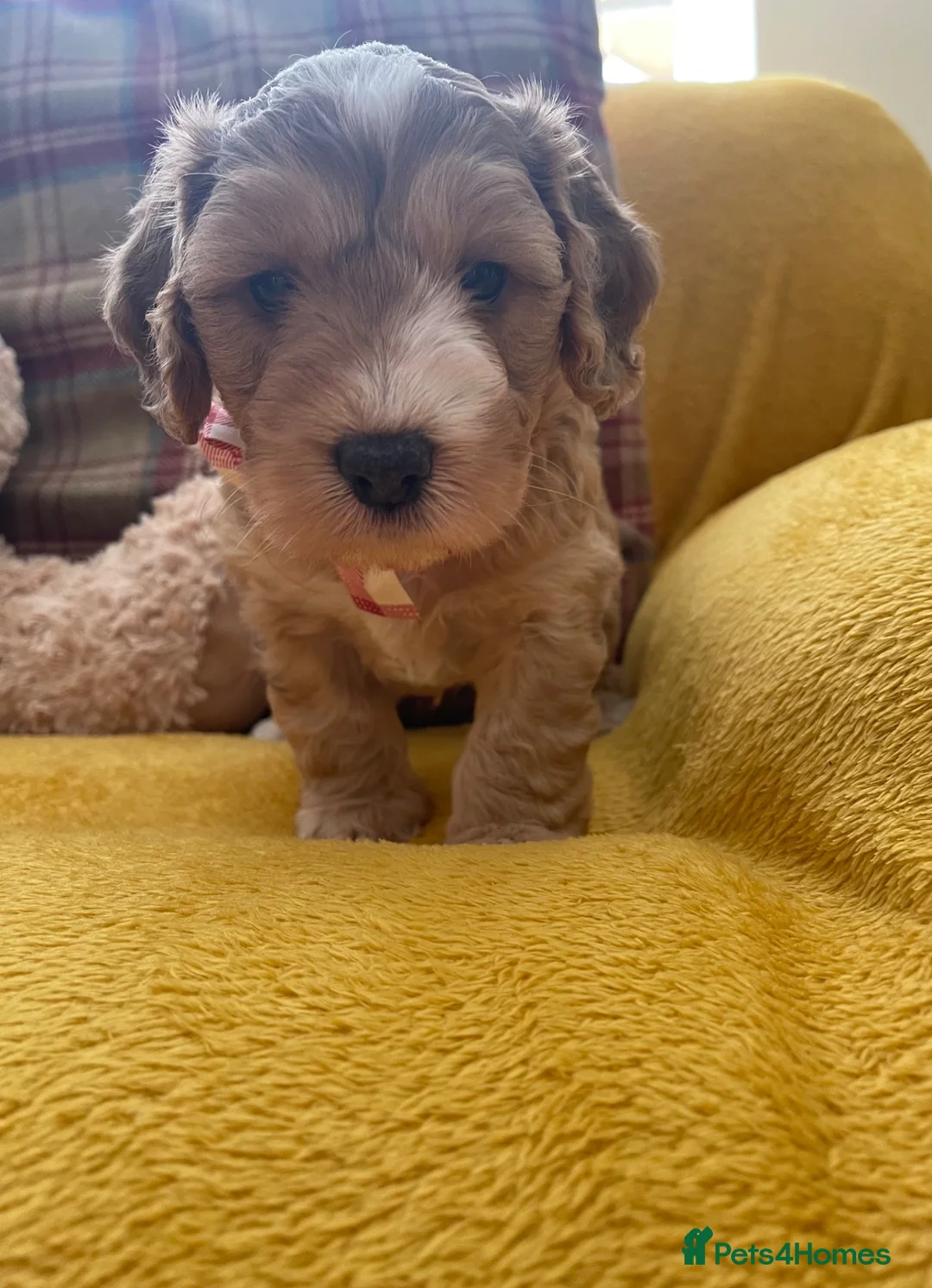 Cockapoo dogs for sale: Beautiful Cockapoo puppies - exceptional standard - Advert 34